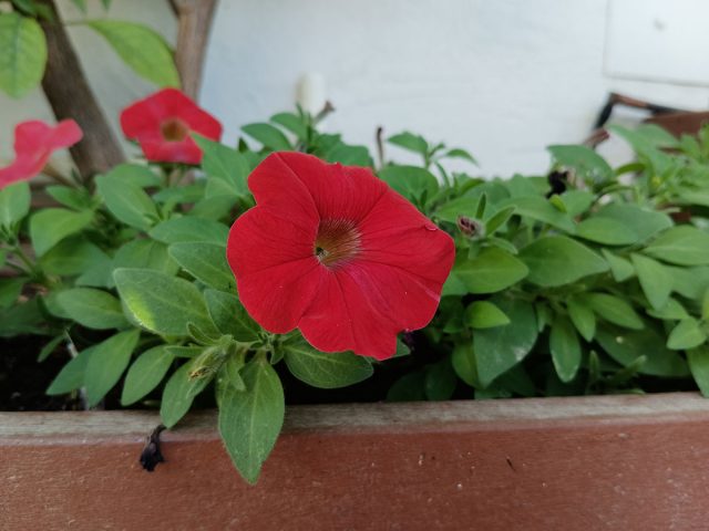 פרח אדום
