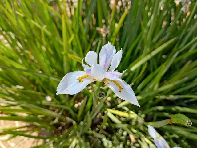 מאקרו פרח לבן